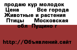 продаю кур молодок. › Цена ­ 320 - Все города Животные и растения » Птицы   . Московская обл.,Пущино г.